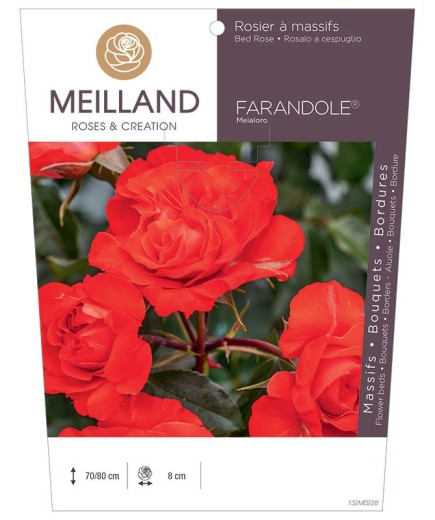 Rosier à massifs FARANDOLE ® Meialoro