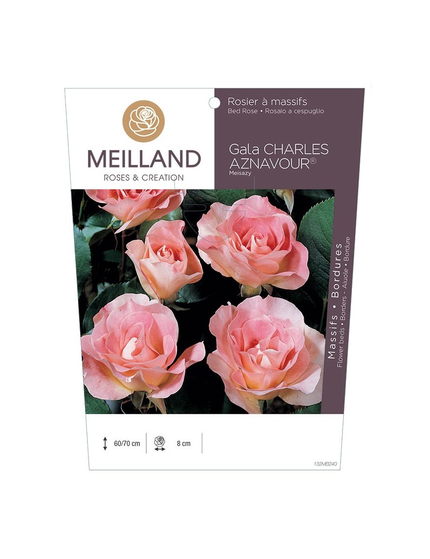 Rosier à massifs Gala CHARLES AZNAVOUR ® Meisazy