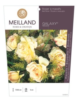 Rosier à massifs GALAXY® Meihuterb