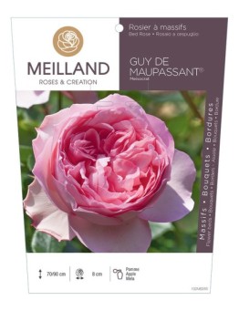 Rosier à massifs GUY DE MAUPASSANT ® Meisocrat