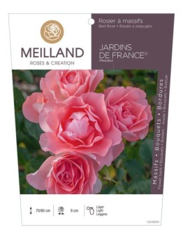 Rosier à massifs JARDINS DE FRANCE ® Meizebul
