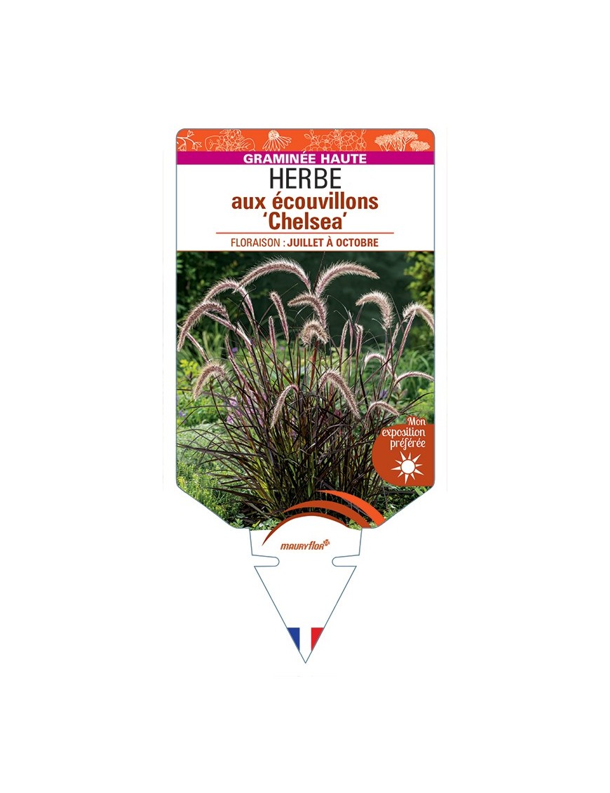 PENNISETUM advena Chelsea voir Herbe aux écouvillons