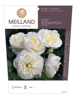 Rosier à massifs LADY ROMANTICA ® Meiperette