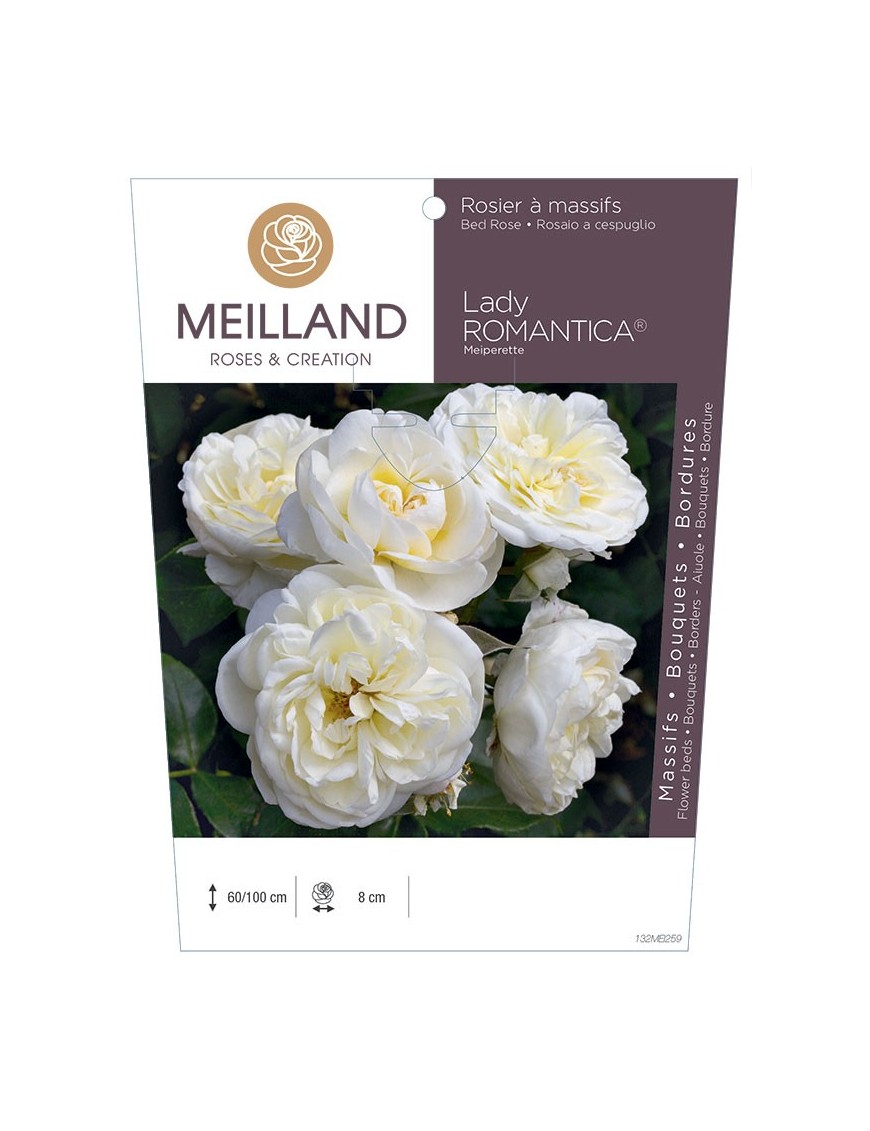 Rosier à massifs LADY ROMANTICA ® Meiperette