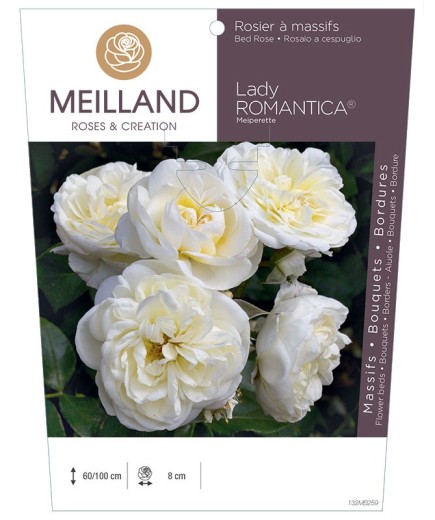 Rosier à massifs LADY ROMANTICA ® Meiperette