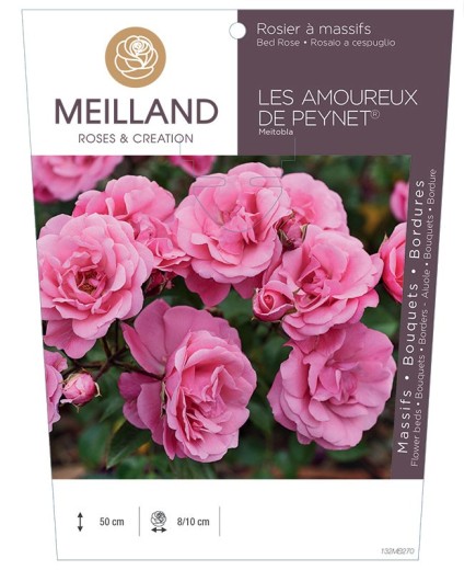 Rosier à massifs LES AMOUREUX DE PEYNET ® Meitobla