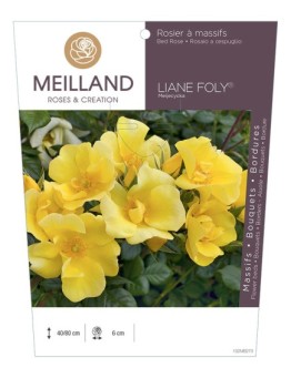 Rosier à massifs LIANE FOLY ® Meijecycka