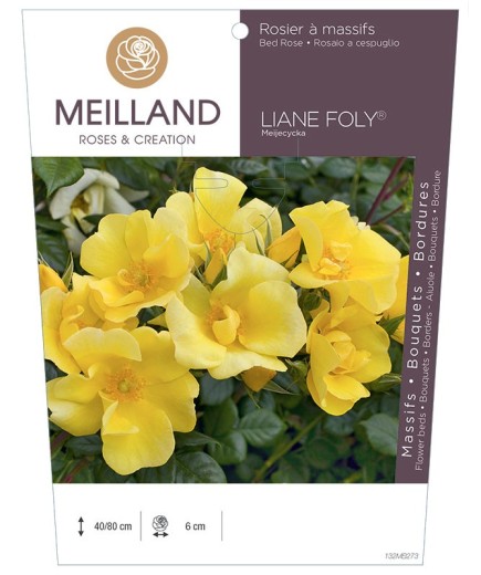 Rosier à massifs LIANE FOLY ® Meijecycka