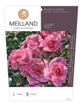 Rosier à massifs LIVIA ® Meikifunk