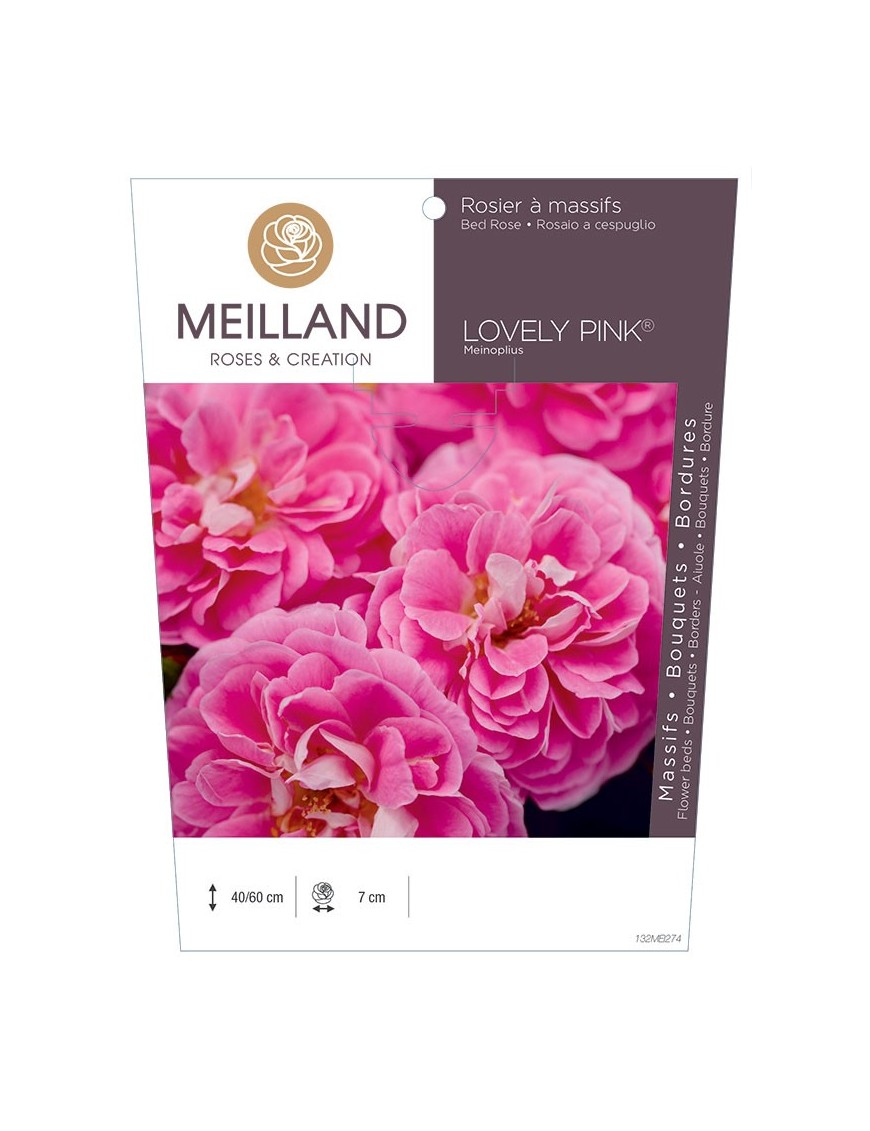 Rosier à massifs LOVELY PINK ® Meinoplius