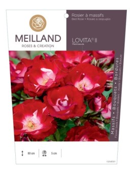 Rosier à massifs LOVITA ® II Meimasula