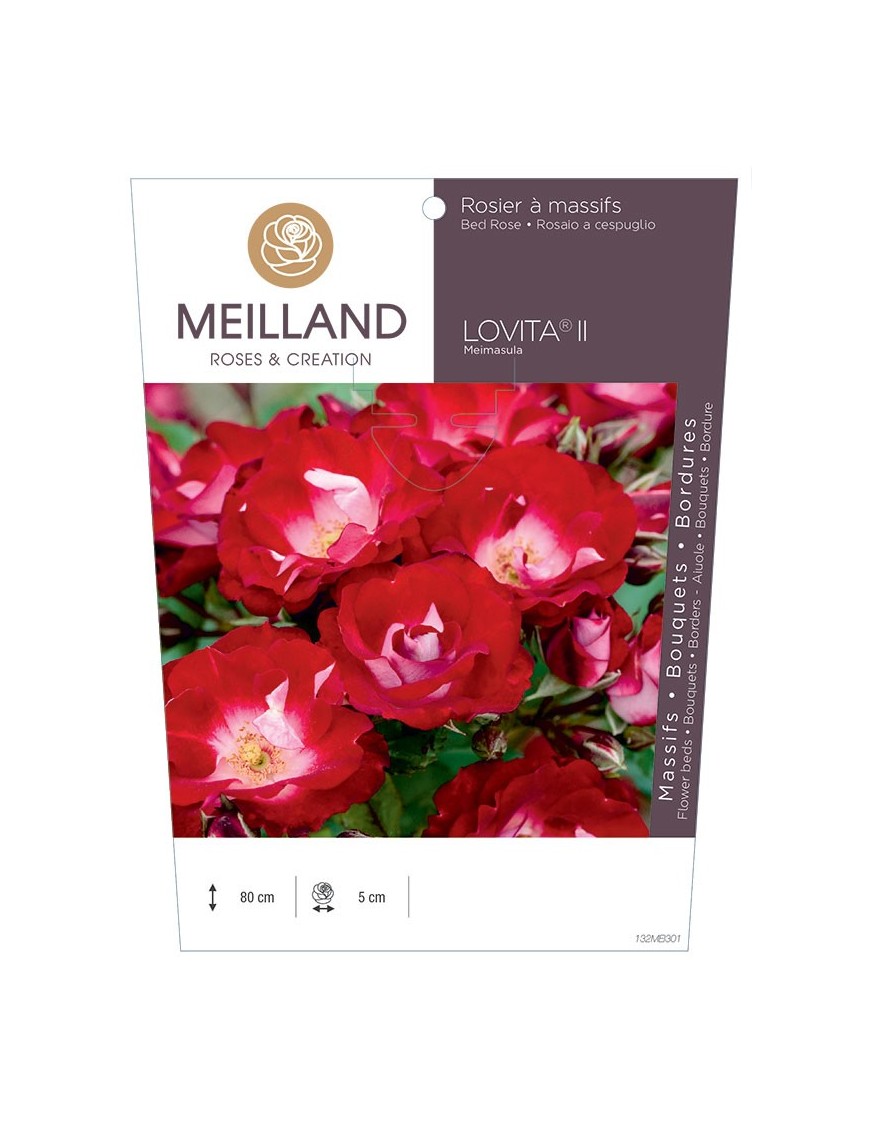 Rosier à massifs LOVITA ® II Meimasula