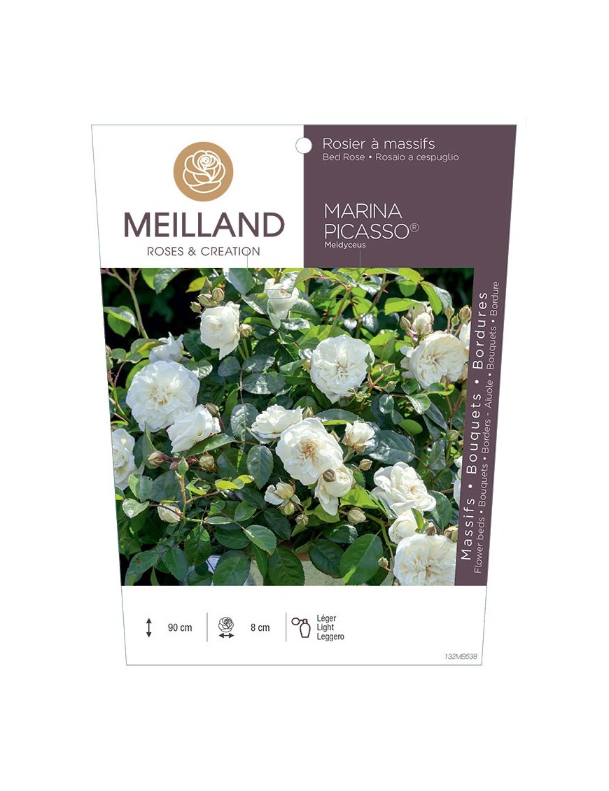 Rosier à massifs MARINA PICASSO ® Meidyceus