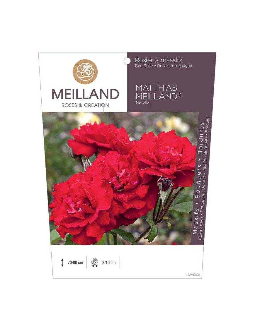 Rosier à massifs MATTHIAS MEILLAND ® Meifolio