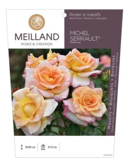Rosier à massifs MICHEL SERRAULT ® Meipicoty