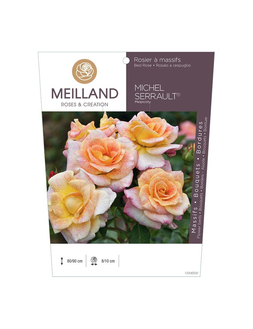 Rosier à massifs MICHEL SERRAULT ® Meipicoty