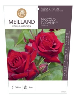 Rosier à massifs NICCOLO PAGANINI ® Meicairma