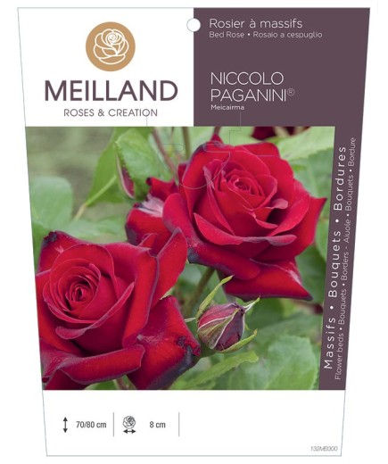 Rosier à massifs NICCOLO PAGANINI ® Meicairma