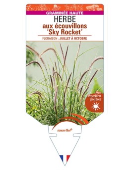 PENNISETUM advena Sky Rocket voir Herbe aux écouvillons