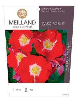 Rosier à massifs PASO DOBLE ® Meijuwel