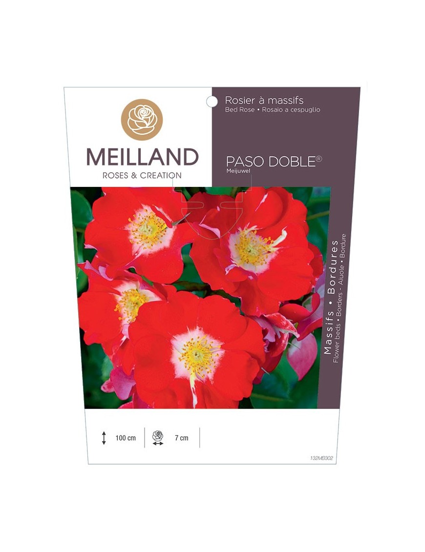 Rosier à massifs PASO DOBLE ® Meijuwel