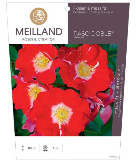 Rosier à massifs PASO DOBLE ® Meijuwel