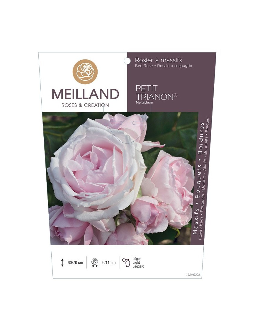 Rosier à massifs PETIT TRIANON ® Meigideon