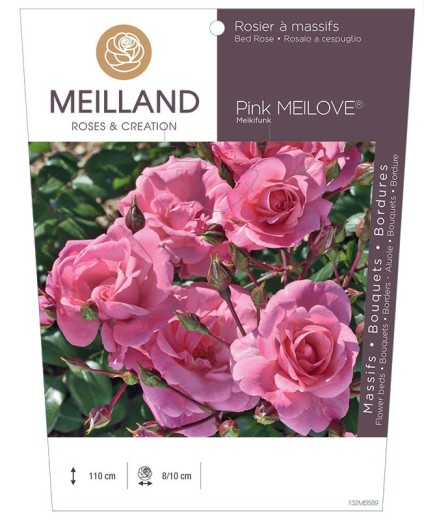 Rosier à massifs Pink MEILOVE® Meikifunk