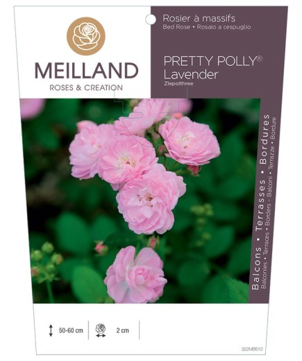 Rosier à massifs PRETTY POLLY® Lavender Zlepolthree