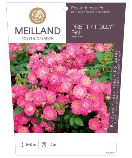 Rosier à massifs PRETTY POLLY® Pink Zlepolon