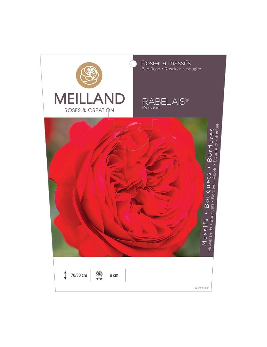 Rosier à massifs RABELAIS ® Meinusian