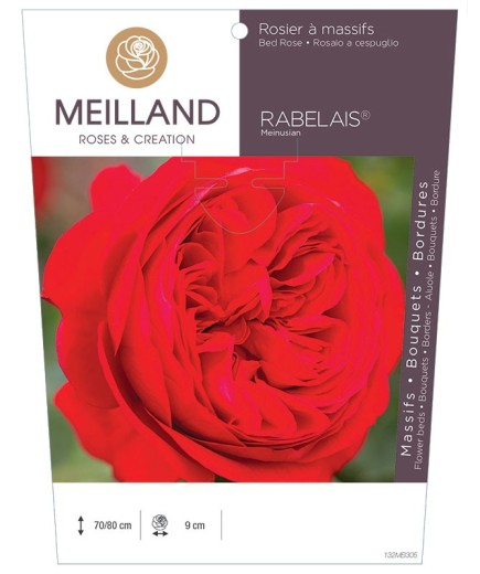 Rosier à massifs RABELAIS ® Meinusian
