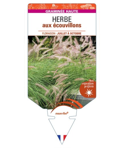 PENNISETUM advena voir Herbe aux écouvillons