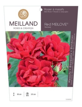 Rosier à massifs Red MEILOVE® Meirokad