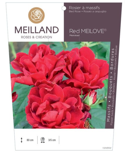 Rosier à massifs Red MEILOVE® Meirokad