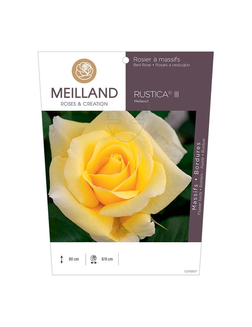 Rosier à massifs RUSTICA® III Meilaocil