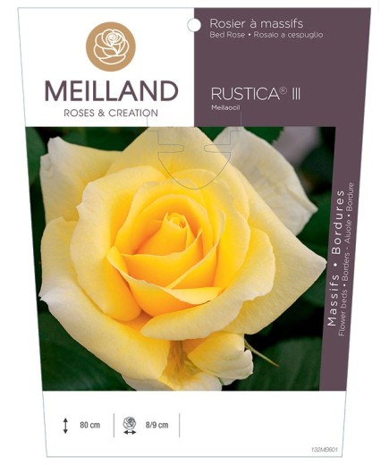 Rosier à massifs RUSTICA® III Meilaocil