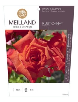 Rosier à massifs RUSTICANA® Poppy Flash