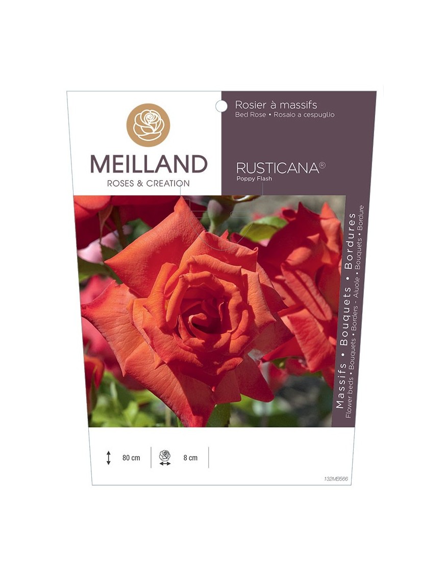 Rosier à massifs RUSTICANA® Poppy Flash