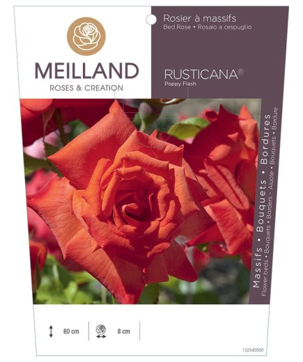 Rosier à massifs RUSTICANA® Poppy Flash