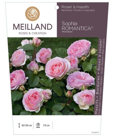 Rosier à massifs SOPHIA ROMANTICA ® Meisselpier