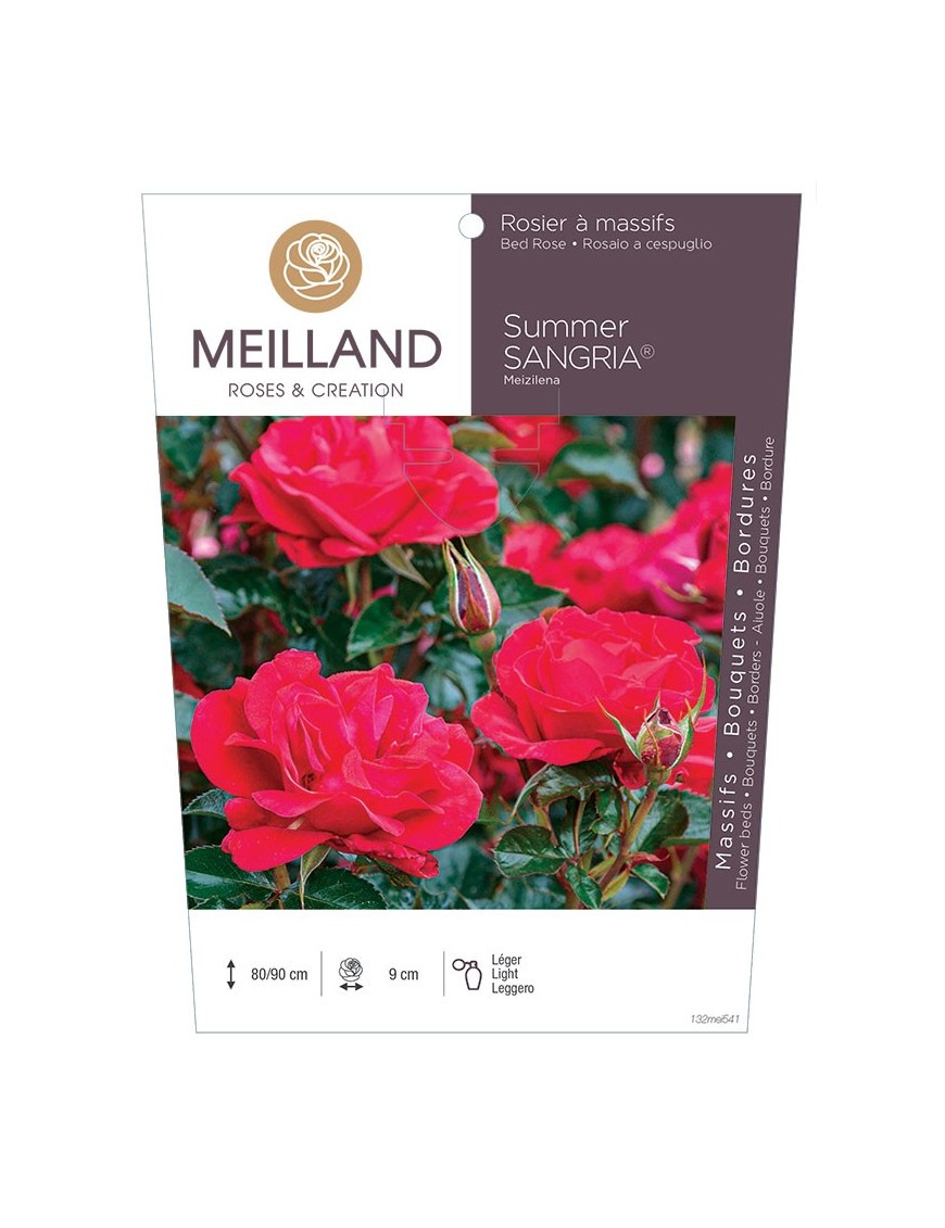 Rosier à massifs SUMMER SANGRIA ® Meizilena