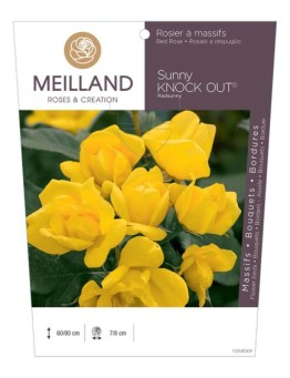 Rosier à massifs SUNNY KNOW OUT ® Radsunny