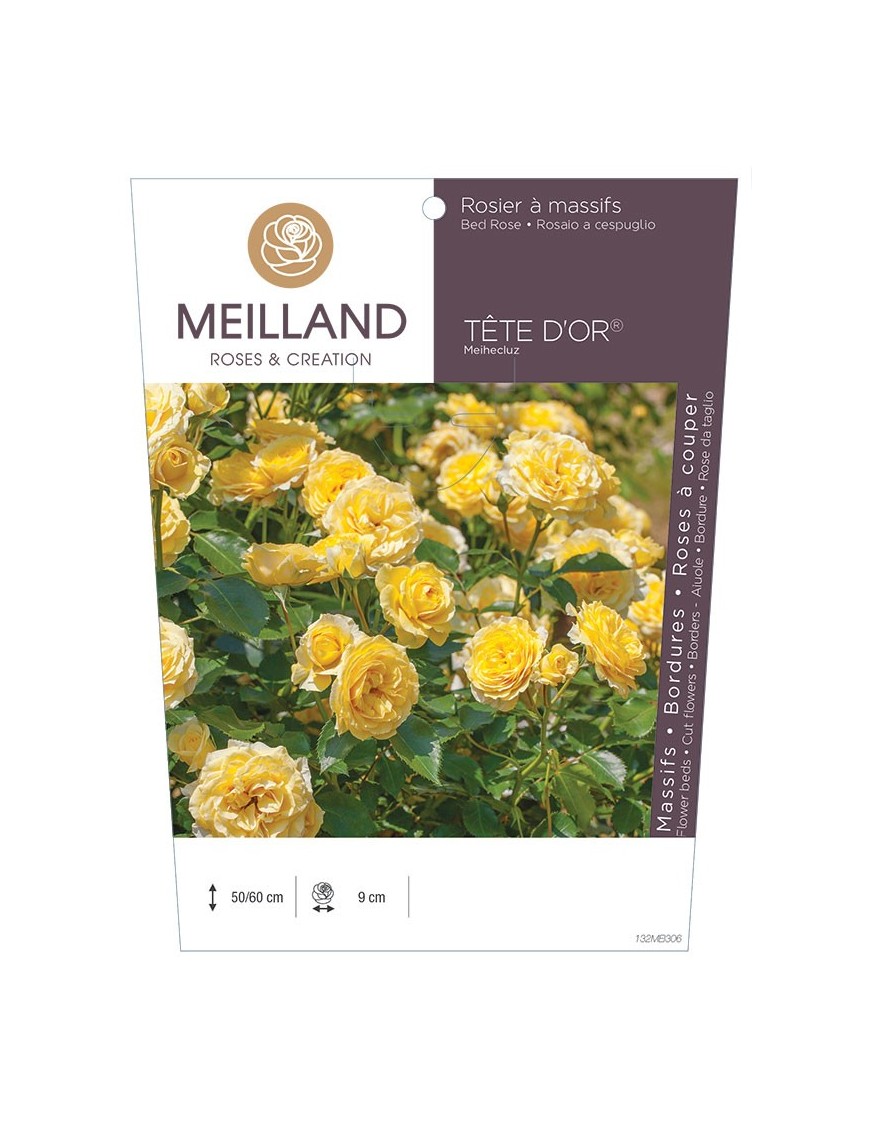 Rosier à massifs TÊTE D'OR ® Meihecluz