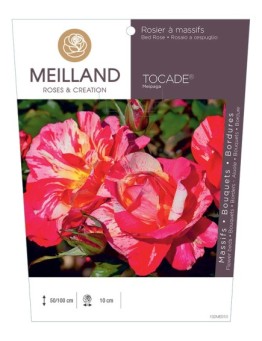 Rosier à massifs TOCADE ® Meipaga