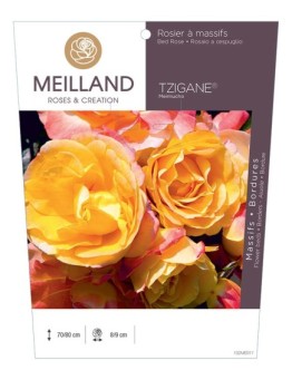 Rosier à massifs TZIGANE® Meimucho