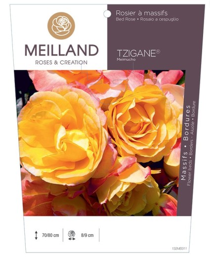 Rosier à massifs TZIGANE® Meimucho