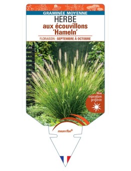 PENNISETUM alopecuroides Hameln voir Herbe aux écouvillons