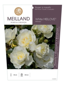 Rosier à massifs White MEILOVE® Meifarigou