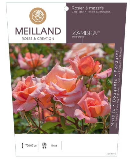 Rosier à massifs ZAMBRA 93 ® Meicurbos